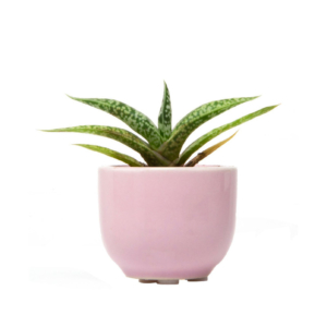 Ceramic Flower Vase